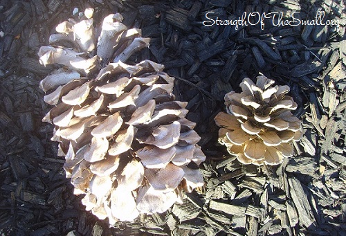 Jeffrey Pine Cone (left) and ... Pine Cone (right).