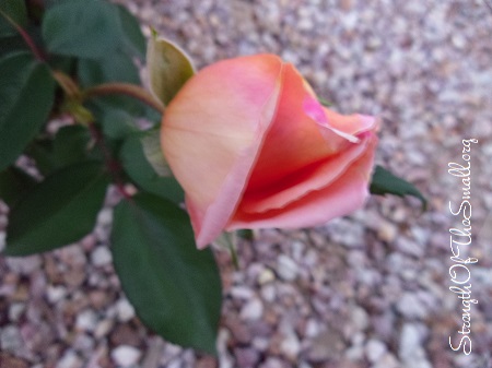 Just Joey Hybrid Tea Rose Bud.