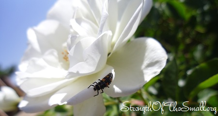 Ladybug Larvae on Rose.