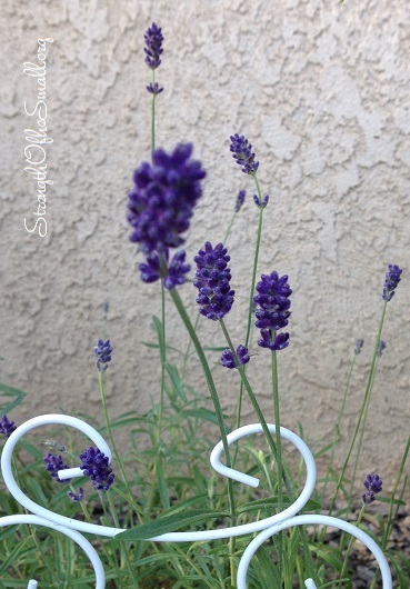 Lavender 'Lavance Purple.'