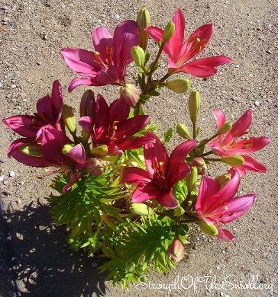 Longiflorum-Asiatic Lily 'Birgi.'