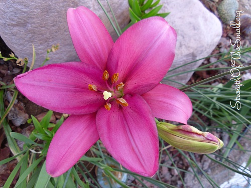 Longiflorum-Asiatic (Lily 'Birgi').