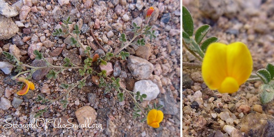 Lotus Corniculatus in bloom.