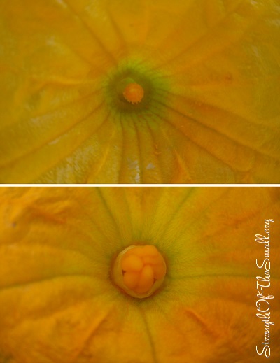 Male & Female Pumpkin Flowers.