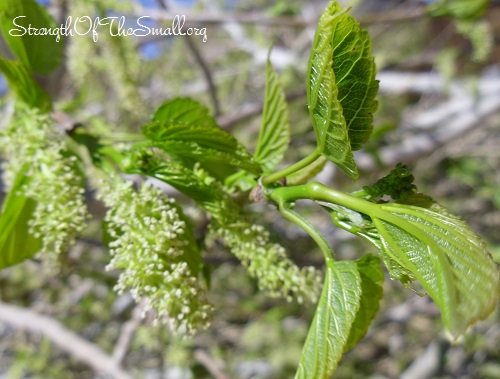 Male Mulberry Catkins and Leaves.