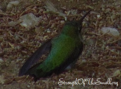 Many-spotted Hummingbird.