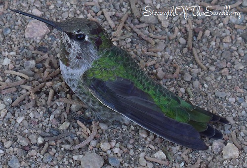 Many-spotted Hummingbird.