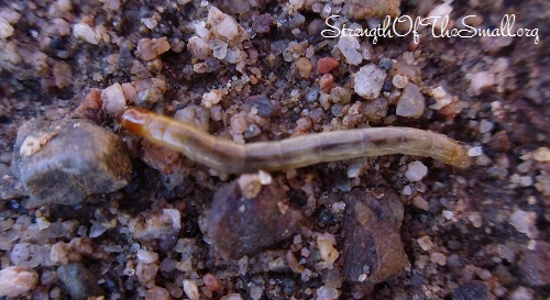 Mealworm Larvae.