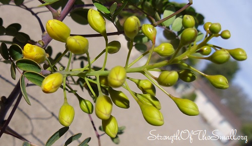 Mexican Bird of Paradise flower buds.