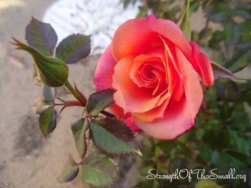 Sedona Hybrid Tea Mini Hybrid Rose.