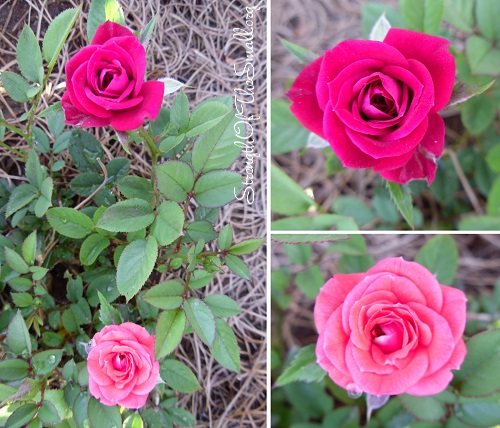 Miniature Hybrid Rose.