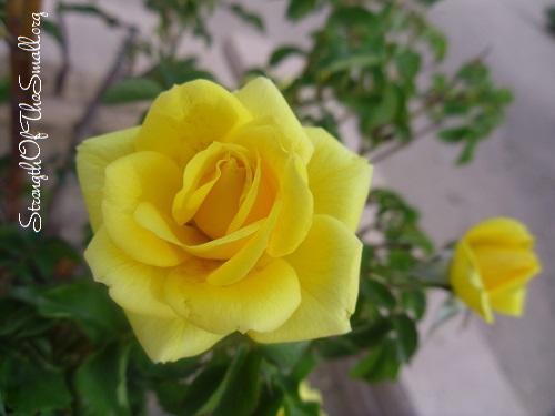 Miniature Rose "Del Sol."