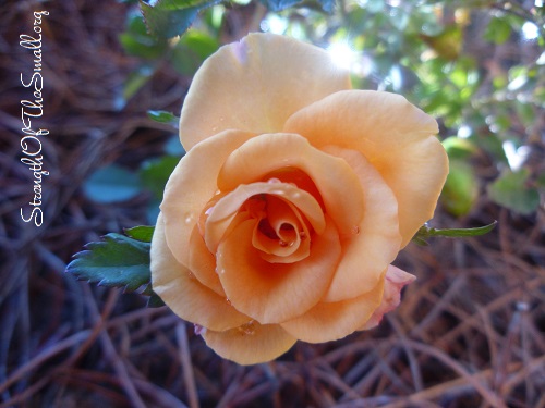 Miniature Rose "Thanks To Sue."