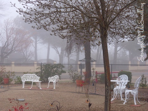 Morning Fog (view from the front yard).