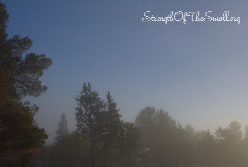 Morning Fog.