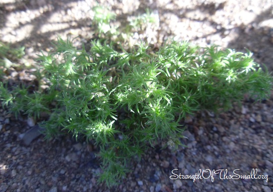 (Unknown) Weed similar to Moss.