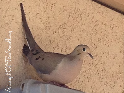 Female Mourning Dove.