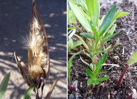 Nerium Oleander Seeds & Young Plant.