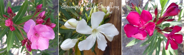 Nerium Oleander.