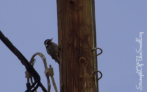 Female Nuttall's Woodpecker.