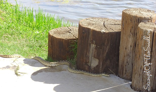 Pacific Gopher Snake.