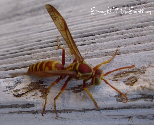 Paper Wasp.