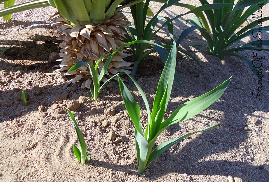 Pendula Yucca.