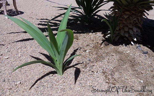 Pendula Yucca.