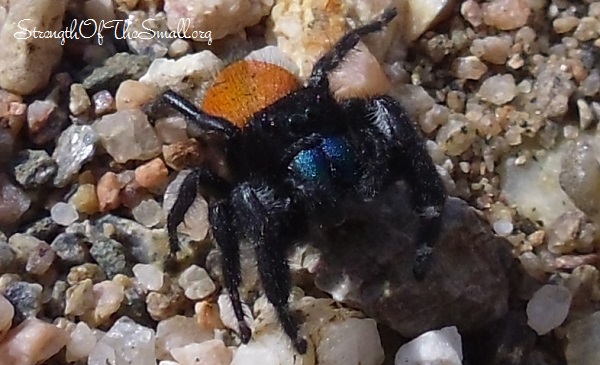 Phidippus Johnsoni.