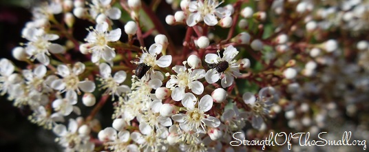 Photinia Fraseri.