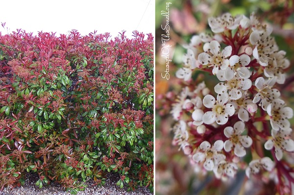 Flowering Photinia Fraseri.