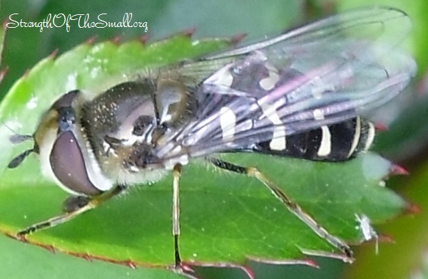 Pied Hoverfly.