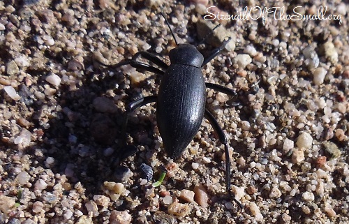 Pinacate Beetle.