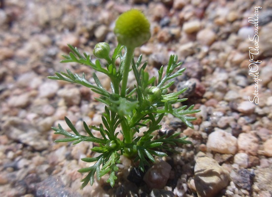 Pineappleweed (Matricaria Discoidea).