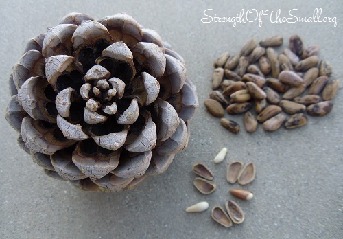 Pinecone & Pine Nuts (unshelled and shelled).
