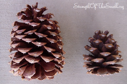 Pinecones.