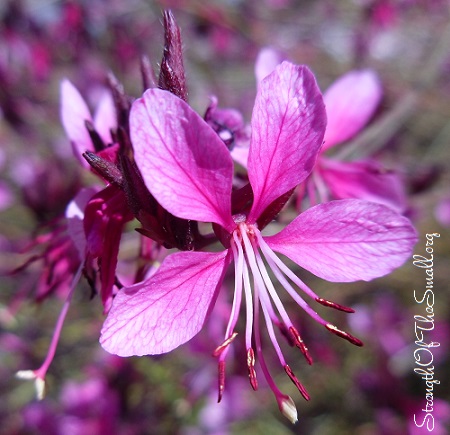 Gaura Lindheimeri ('Cherry Brandy).