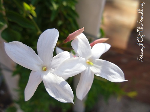 Pink Jasmine Flowers.