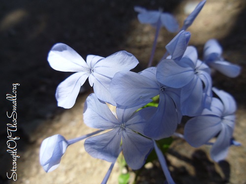 Plumbago Auriculata 'Imperial Blue.'