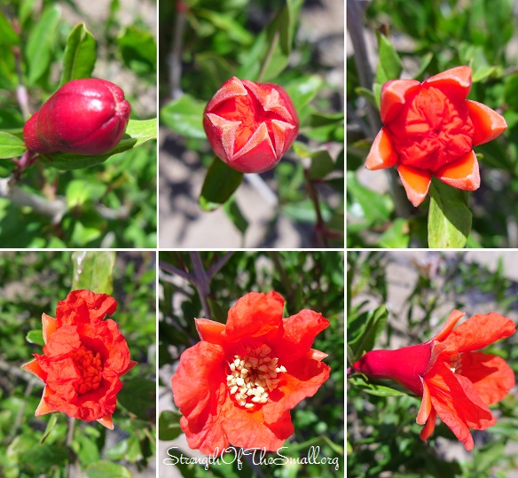 Pomegranate Flower.