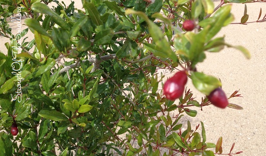Pomegranate flower buds.