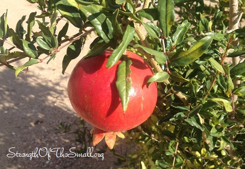 Pomegranate ready to pick.