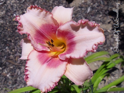 Pretty Woman Daylily.