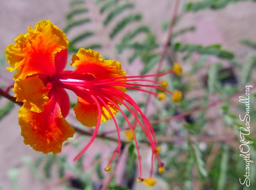 Pride Of Barbados.