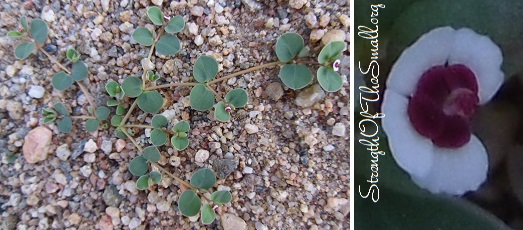 Smallseed Sandmat (Chamaesyce Polycarpa).