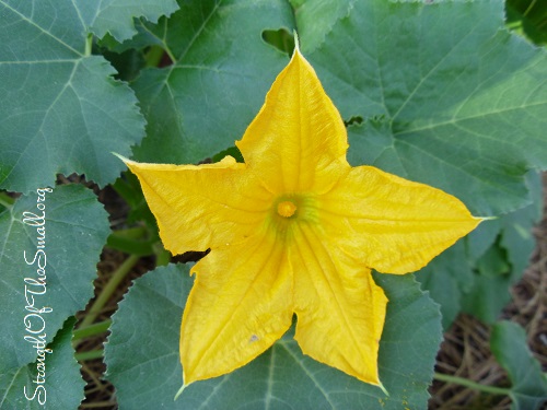 Pumpkin Flower.