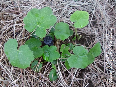 Pumpkin Sprout.