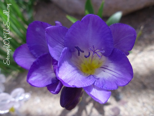 Purple Freesias.