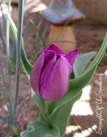 Purple Tulip.