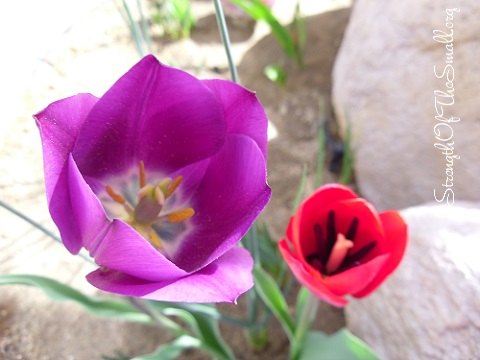 Purple and Pink Tulips.